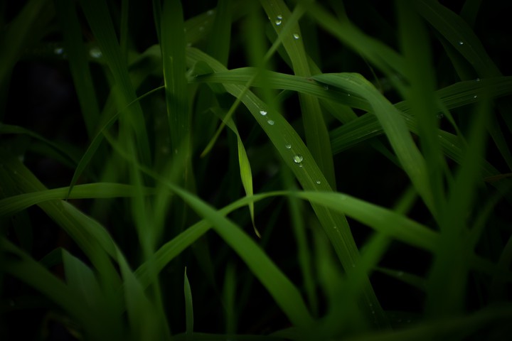 ToThe Green