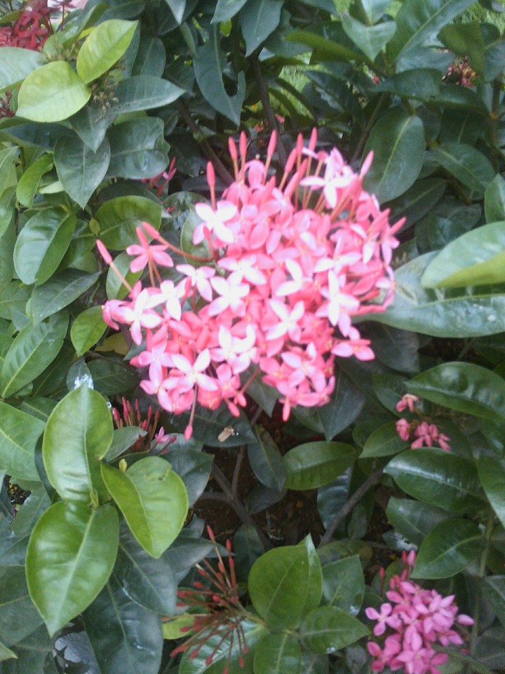flower