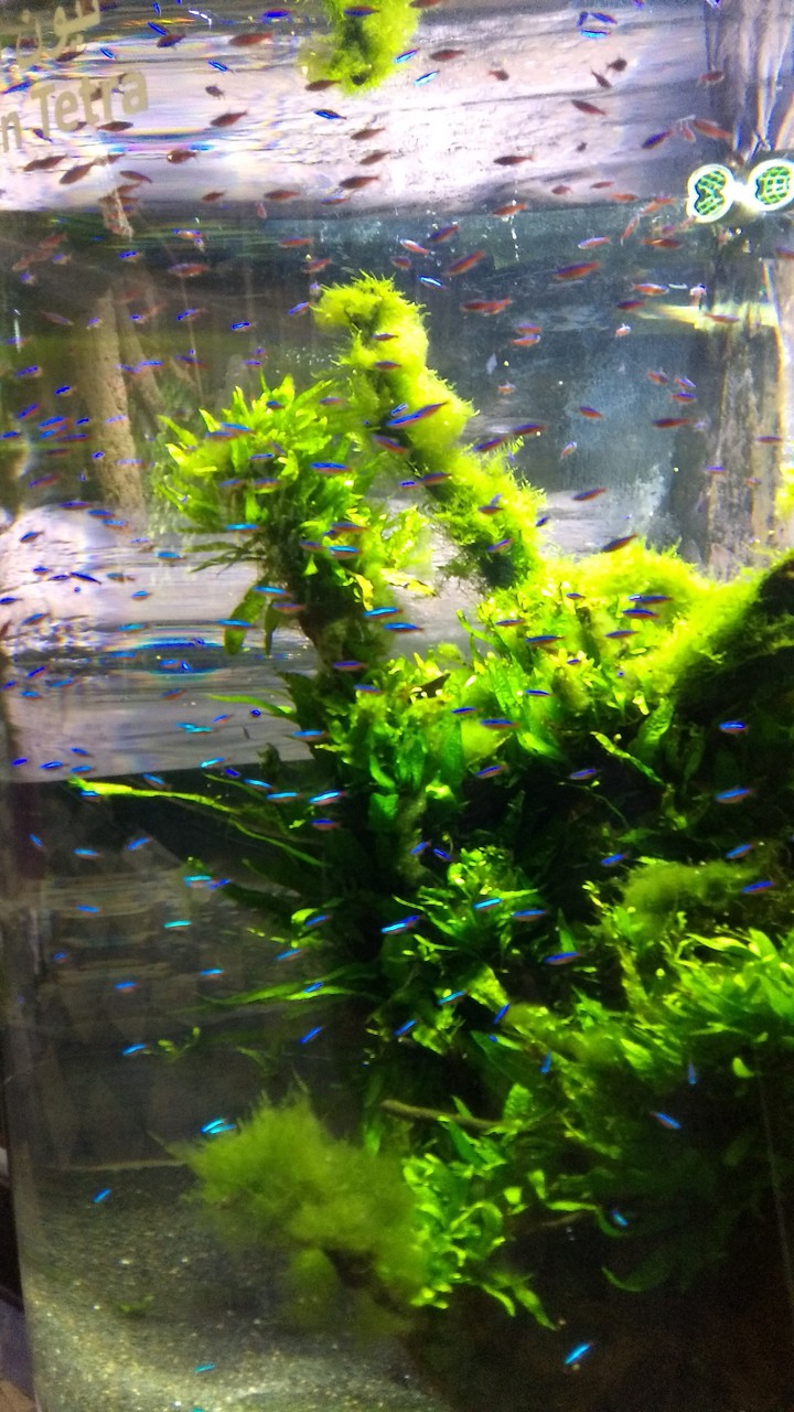 fish