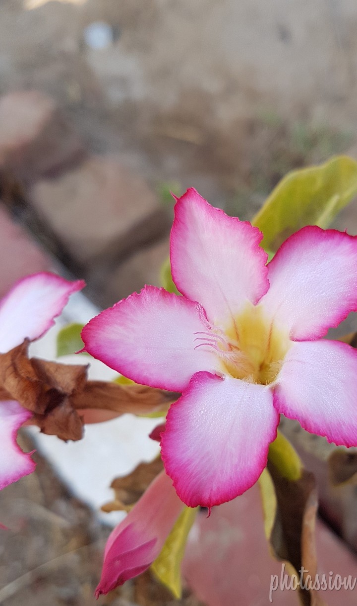 flower