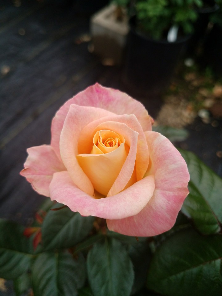 Sunset Rose
