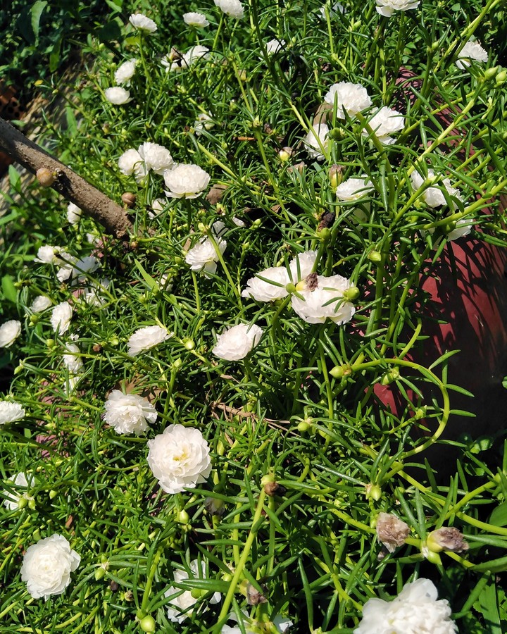 White ten o'clock flower