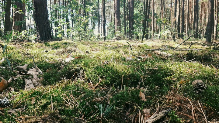 forest