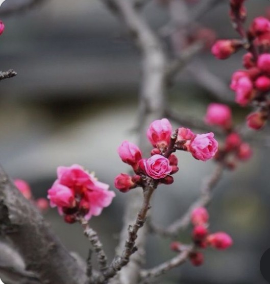 spring