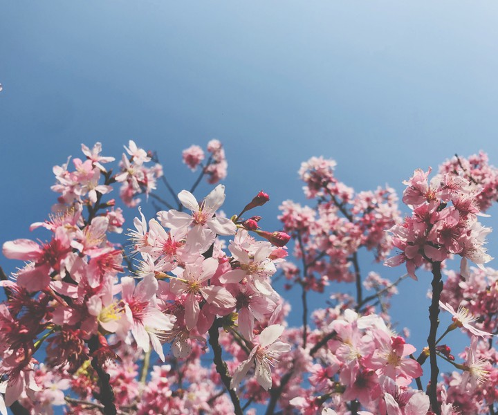 spring