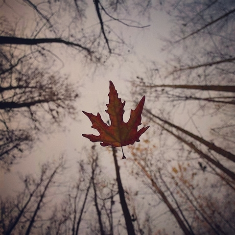chinar leaf falling