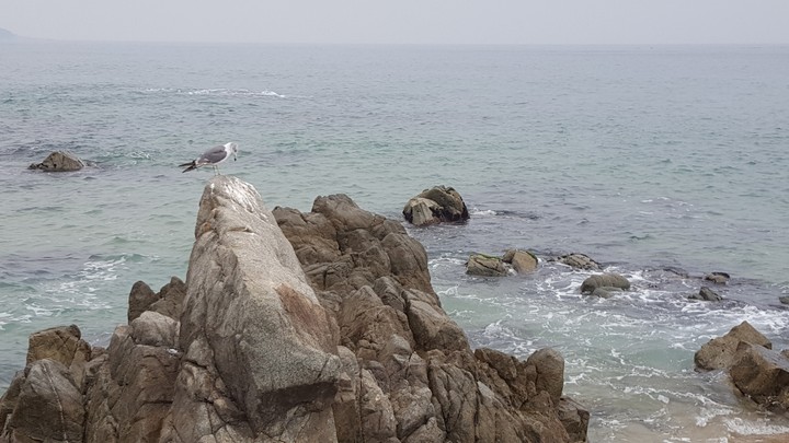 외로운 갈매기
