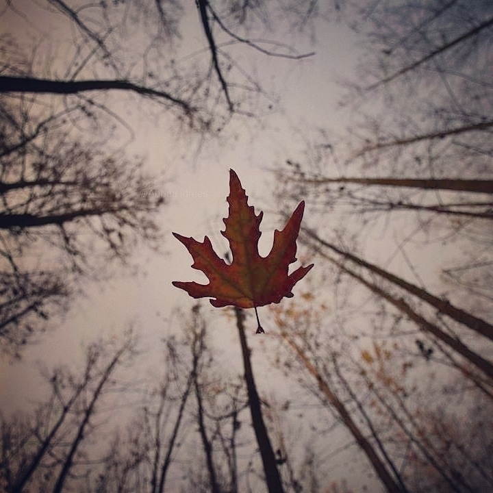 chinar leaf falling