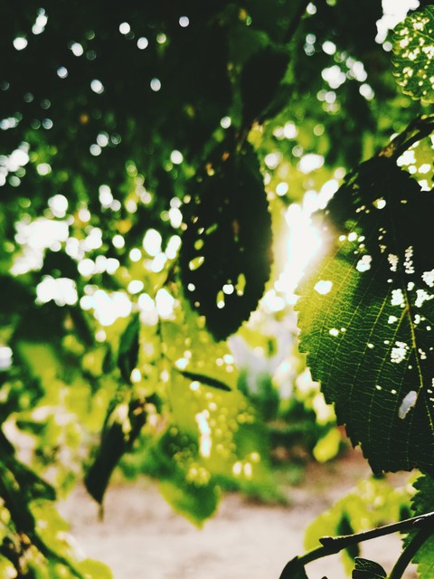 ταπετσαρίες tree, grass