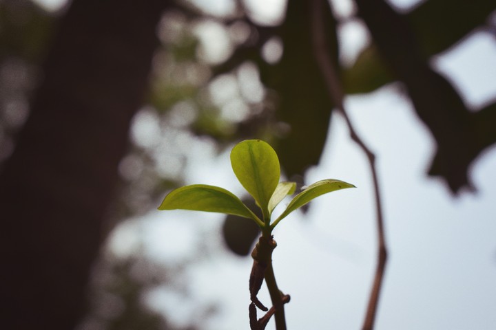new leaf