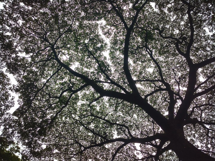 tree in dark