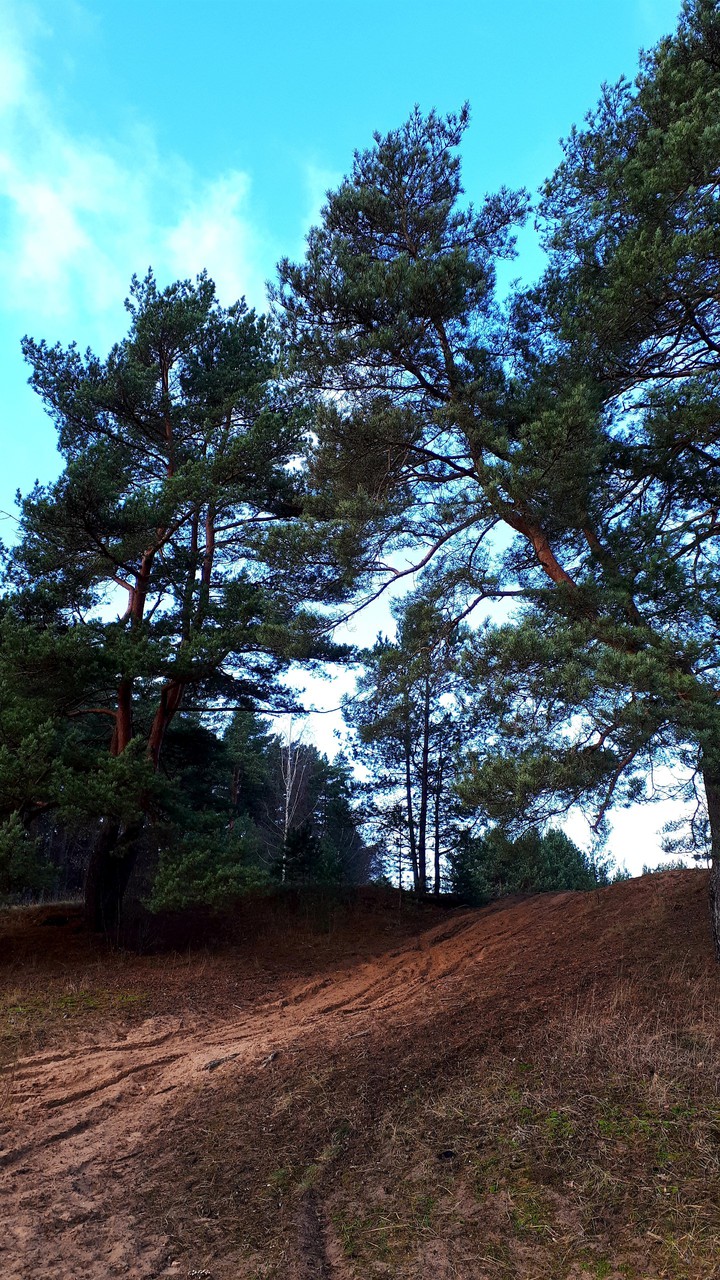 Forest. Autumn. Latvia