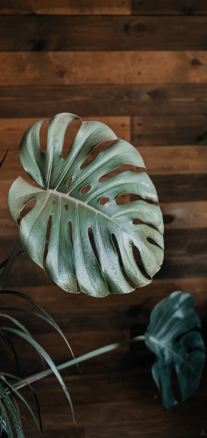 Monstera