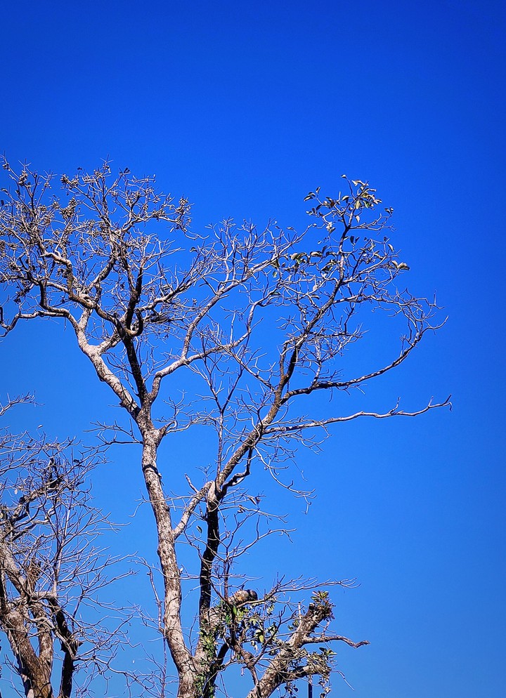 tree alone