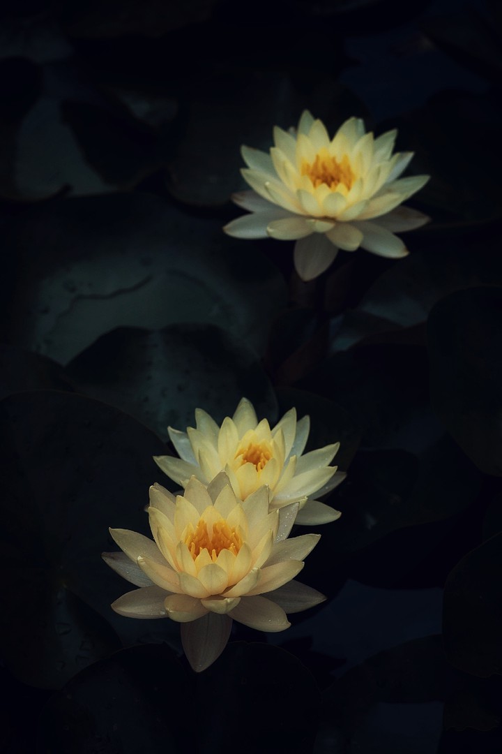 Water lilies