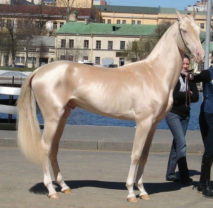 Beautiful horse...