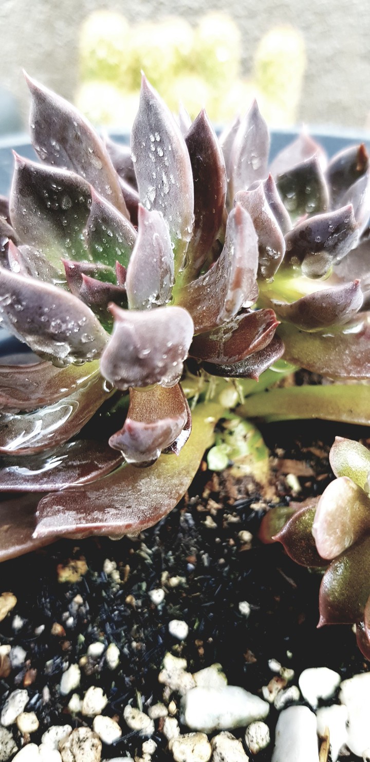 succulents