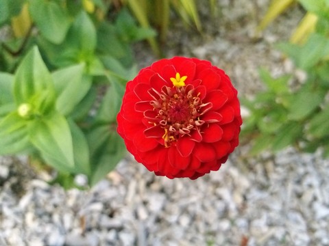 lil yelo on red