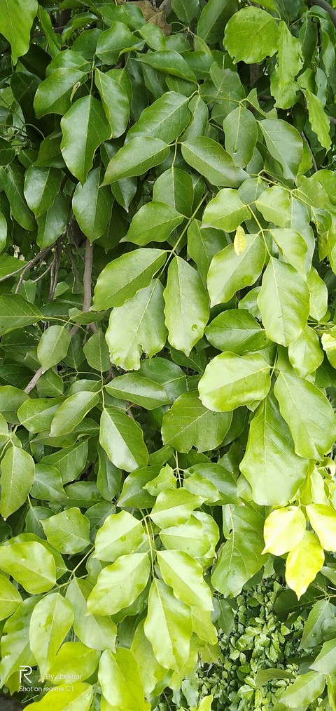 leafs