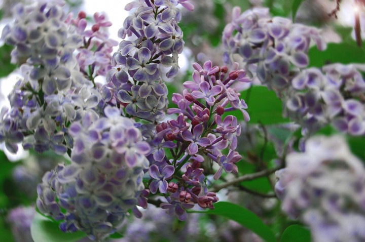 spring сирень