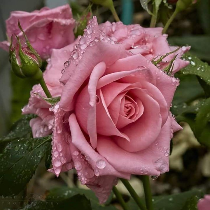 splendid beauty