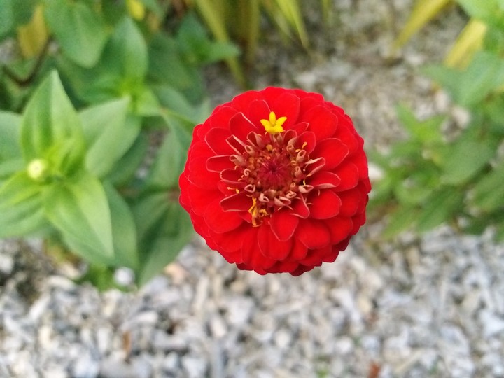 lil yelo on red
