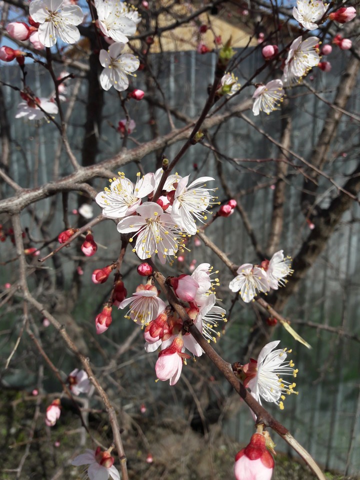 peach  tree