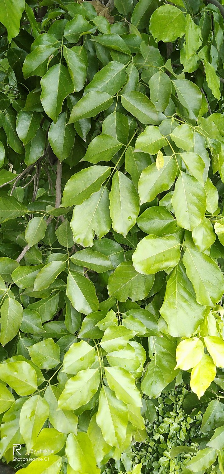 leafs