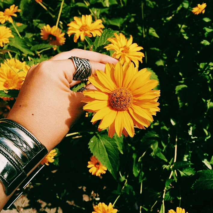 plant, sunflower Hintergrundbilder