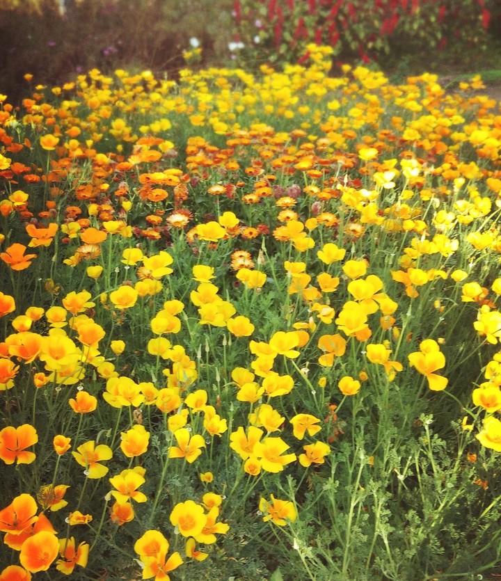 flowerbed