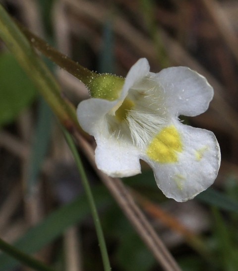 petal, euphrasia duvar kağıtları