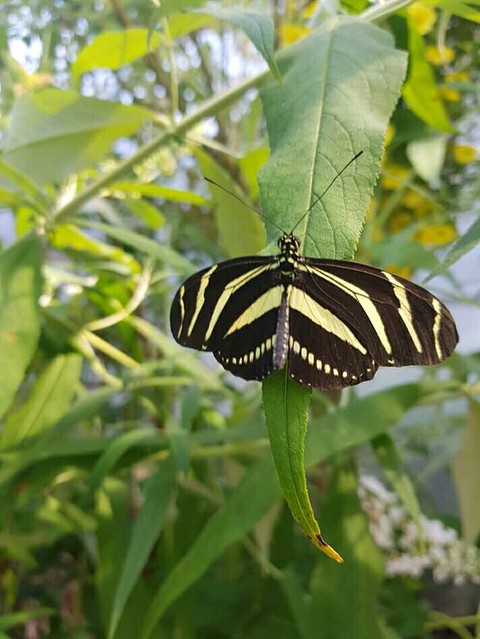 butterfly