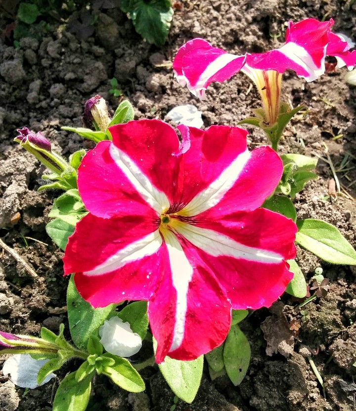 petunia