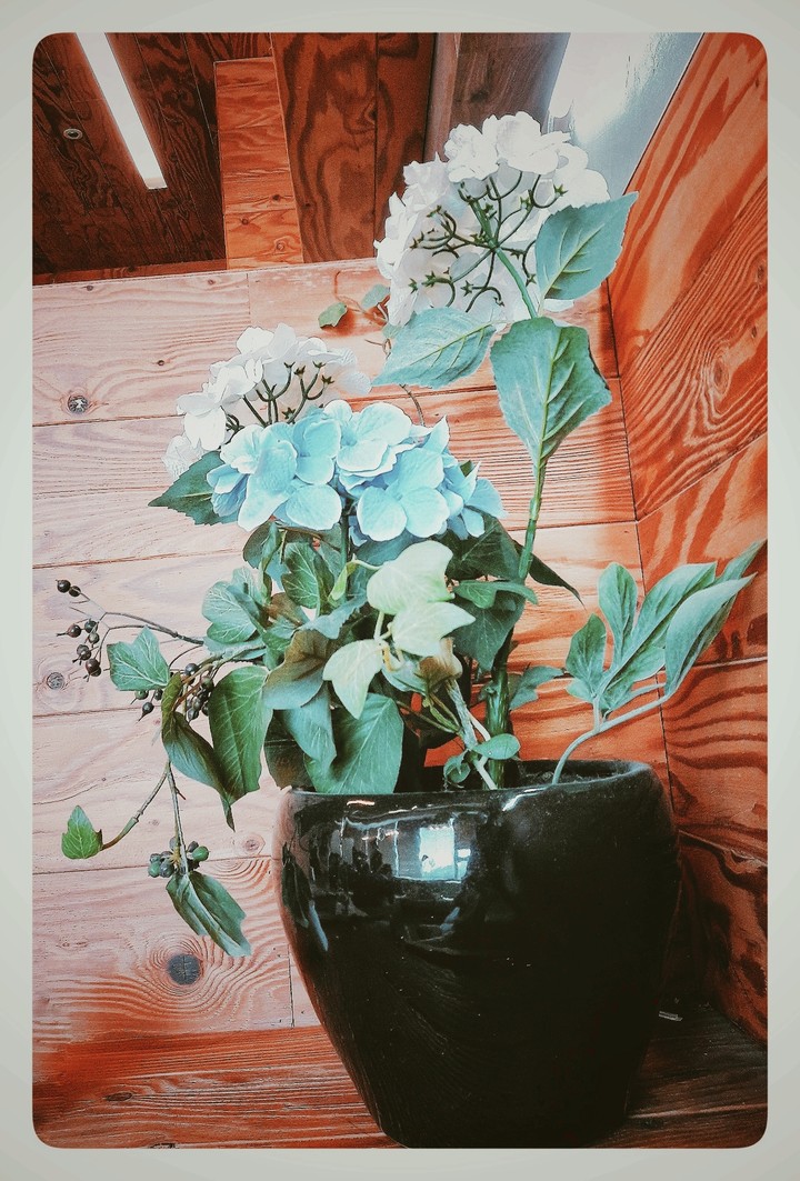 flower