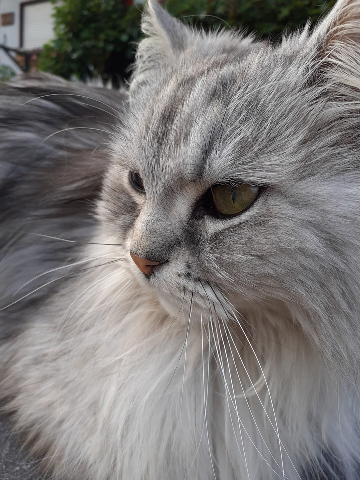 love my cat