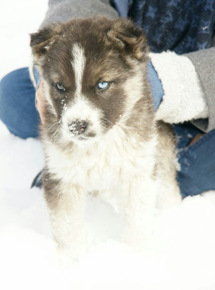 Siberian Husky