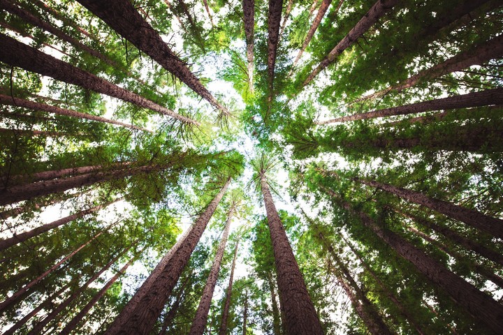 nature
