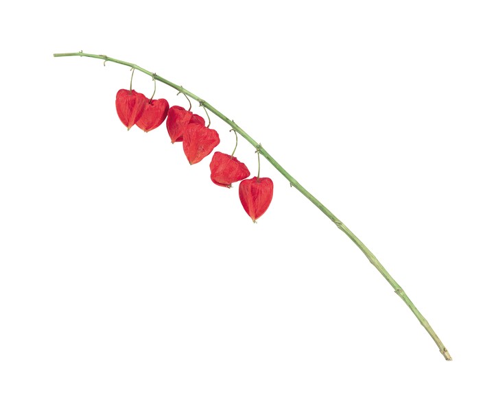 자연이미지