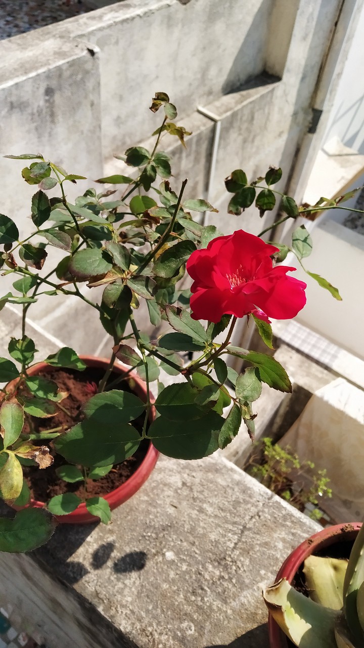 beautiful rose