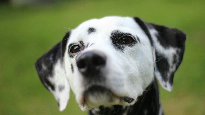 A dog