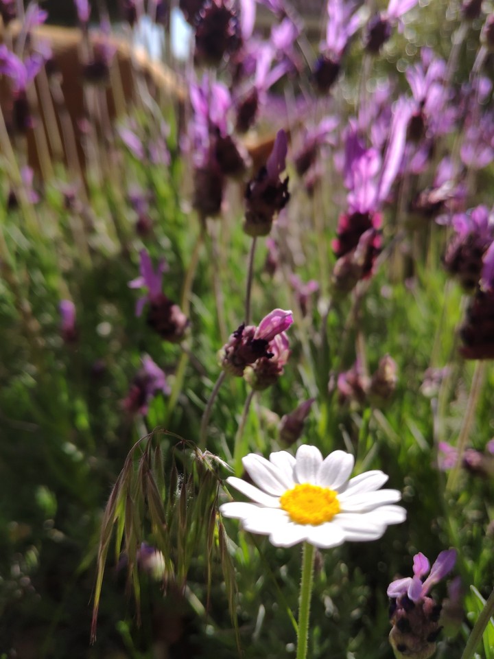daisy