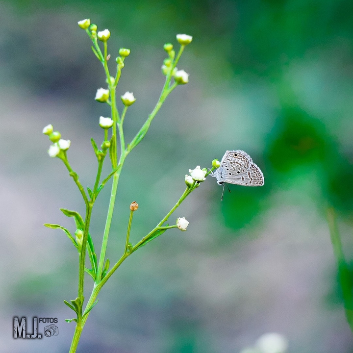 natureza