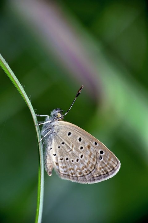 sfondi pollinator, Close-up