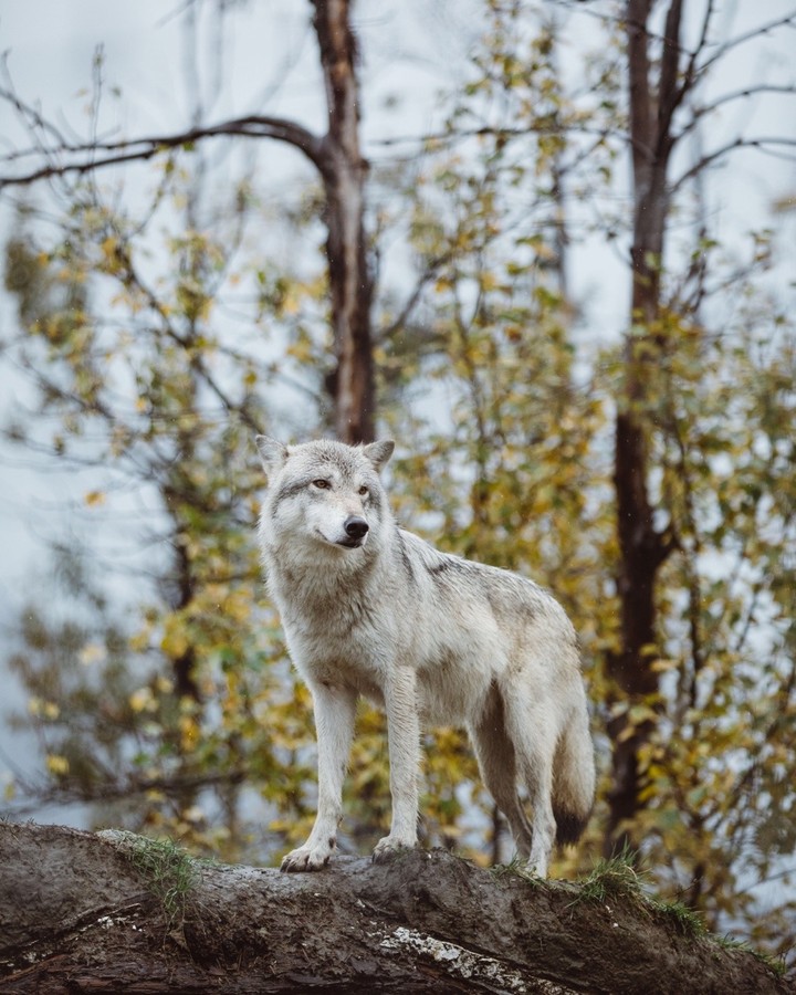 Wolf