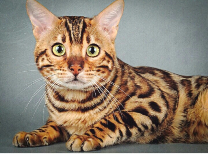 Bengal seals. Very beautiful cats are not very big.