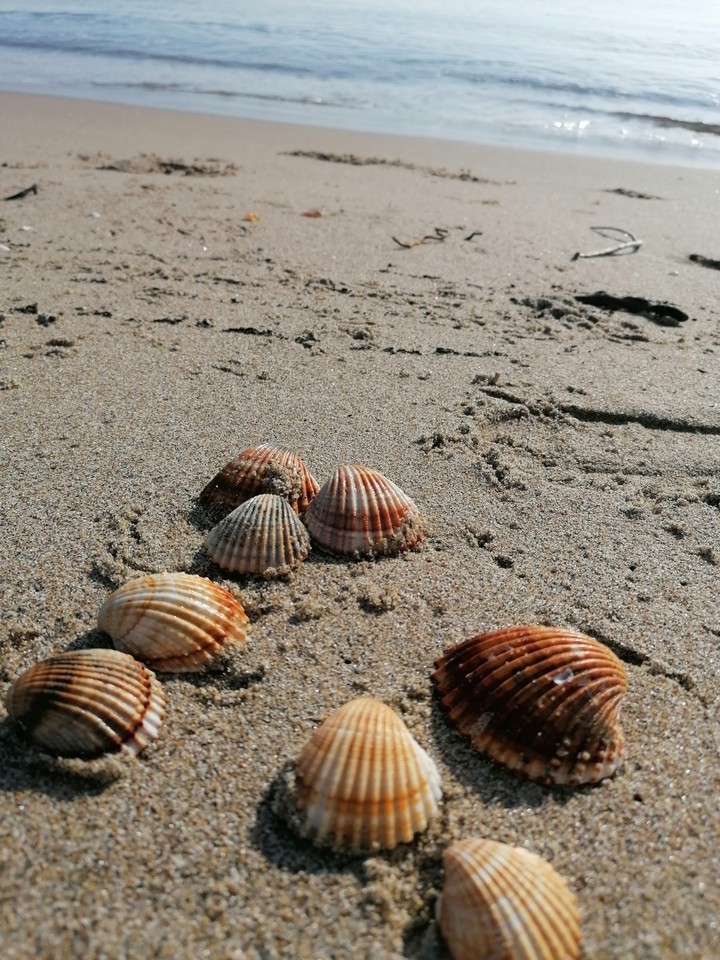 Shells