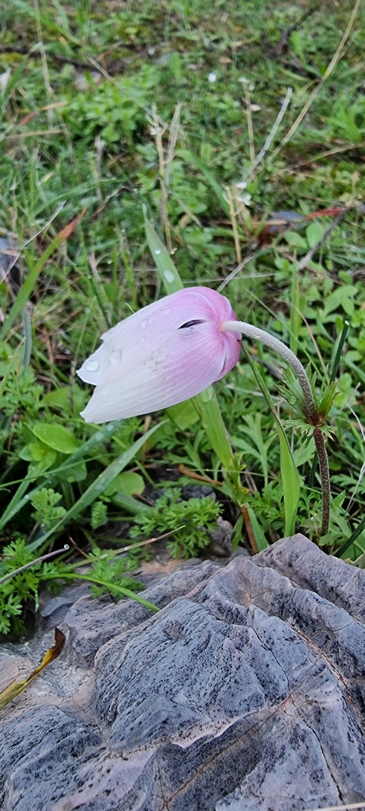 after rain