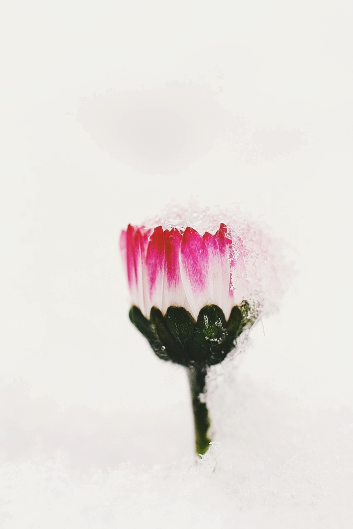ice , flower , unique