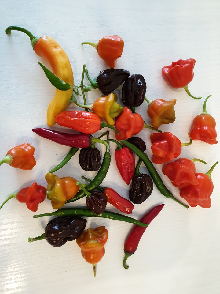 Chillis