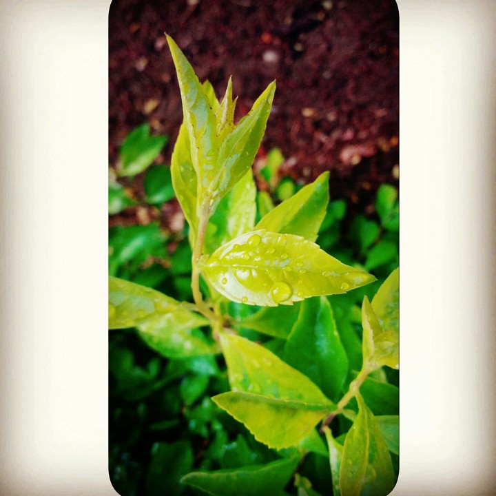#flower#plants #dew #drops #edit